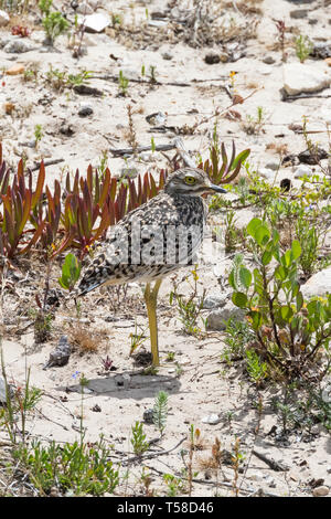 Spotted Dikkop, Thick-knee, (Burhinus capensis) standing in coastal fynbos vegetation on a sand dune, Western Cape, South Africa, in natural habitat Stock Photo