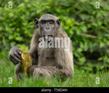 Elderly Nigeria-Cameroon chimpanzee in the Buanchor jungle, Afi Mountain, Southern Nigeria