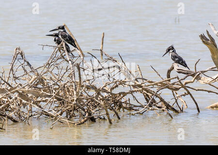 Three black and white Pied Kingfishers (Ceryle rudis)  perched on branches submerged in  rural dam, Western Cape,  South Africa fishing for fish and c Stock Photo