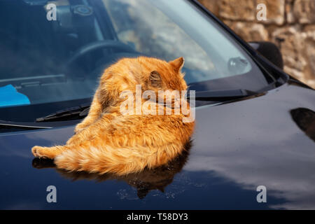 Street cat grooming itself on top of the hood of a car in the Old City of Akko. Taken in Acre, Israel. Stock Photo