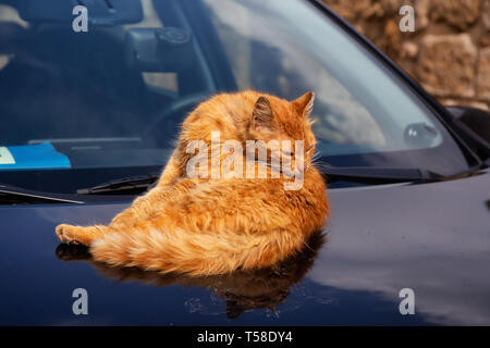 Street cat grooming itself on top of the hood of a car in the Old City of Akko. Taken in Acre, Israel. Stock Photo