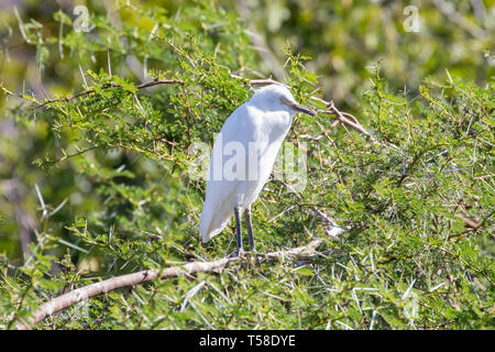 Juvenile Western Cattle Egret (Bubulcus ibis)sleeping while waiting to be fed in an acacia tree, Leidam, Montagu, Western Cape, South Africa, closeup Stock Photo