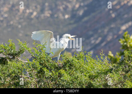 Non breeding adult Western Cattle Egret (Bubulcus ibis) extending its wings perched on an acacia thorn tree, Leidam, Montagu, Western Cape, South Afri Stock Photo