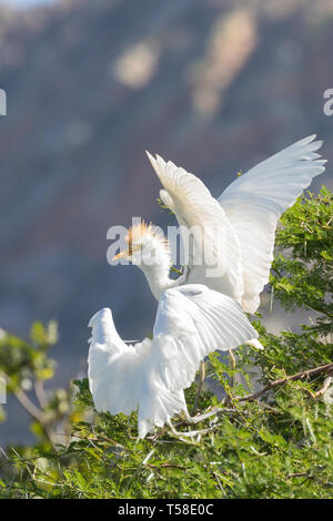 Cattle egret (Bubulcus ibis) in breeding plumage arriving to feed juvenile in acacia tree, Leidam, Montagu, Western Cape, South Africa in late summer Stock Photo