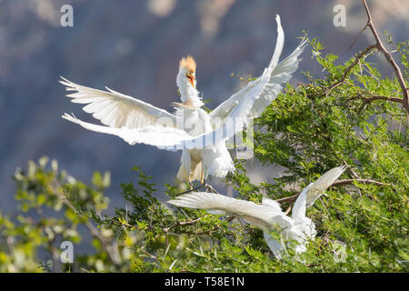 Cattle egret (Bubulcus ibis) Aggressive behaviour from dominant sibling towards parent bird when it arrives to feed them, Leidam, Montagu, South Afric Stock Photo