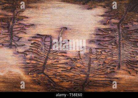 Larval ducts of European spruce bark beetle (Ips typographus) in wood, Styria, Austria Stock Photo