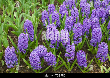 Mount Vernon, Washington, USA.  Blue Jacket Hyacinths (Hyacinthus orientalis 'blue jacket'). Stock Photo