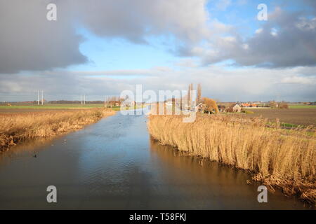 Reed in river Rotte colors by the sun in Moerkapelle at the Rottedijk Stock Photo
