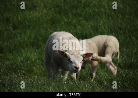 Sheep and lambs on a dike in the sun at the island Goeree Overflakkee in the Netherlands Stock Photo