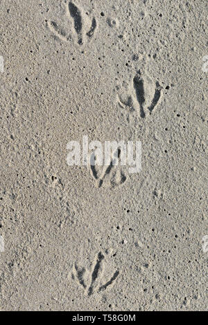 Seagull footprints in the sand Stock Photo