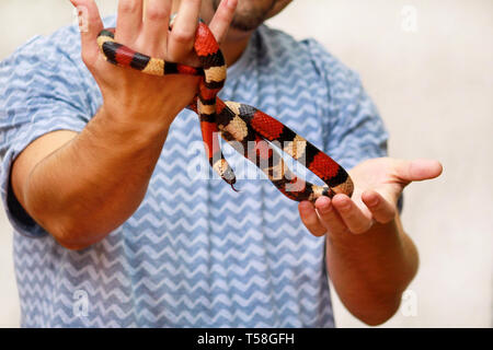 Boy with snakes. Man holds in hands reptile Milk snake Lampropeltis triangulum Arizona kind of snake. Exotic tropical cold-blooded animals, zoo. Pet. Stock Photo