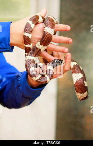 Boy with snakes. Man holds in hands reptile Common King snake Lampropeltis getula kind of snake. Exotic tropical cold-blooded animals, zoo. Pet. Stock Photo