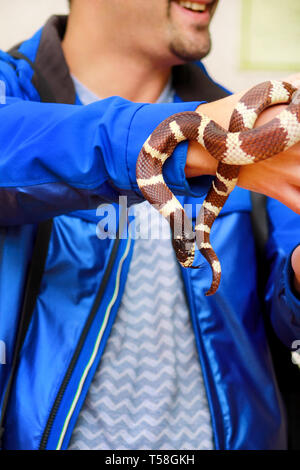 Boy with snakes. Man holds in hands reptile Common King snake Lampropeltis getula kind of snake. Exotic tropical cold-blooded animals, zoo. Pet. Stock Photo