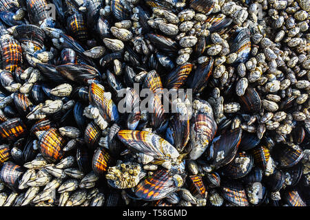 Barnacles and mussels nature texture during low tide on the beach Stock Photo