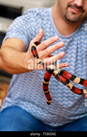 Boy with snakes. Man holds in hands reptile Milk snake Lampropeltis triangulum Arizona kind of snake. Exotic tropical cold-blooded animals, zoo. Pet. Stock Photo