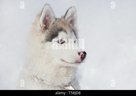 Portrait of siberian husky puppy close up. Three month old. Pet animals. Purebred dog.
