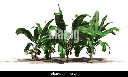 a group of banana plants with fruits - isolated on white background Stock Photo