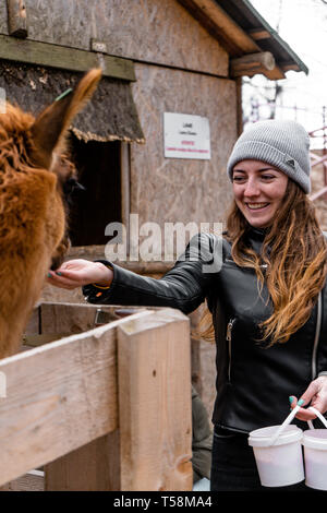 llama eating from people's hand at zoo Stock Photo