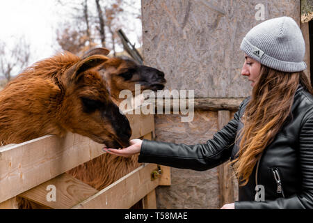 llama eating from people's hand at zoo Stock Photo