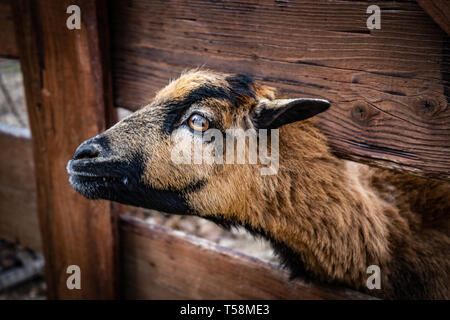 Goat eating from people's hand Stock Photo