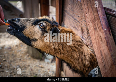 Goat eating from people's hand Stock Photo