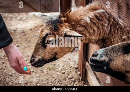 Goat eating from people's hand Stock Photo