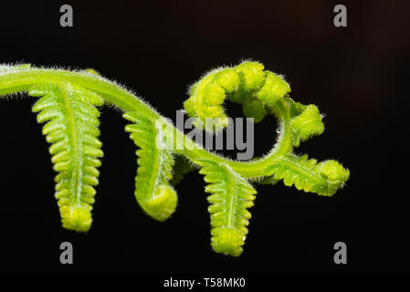 Macro shot of young fern leaf on dark background Stock Photo