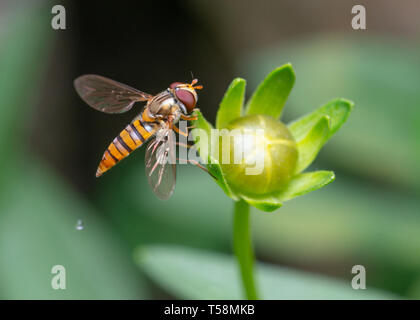 Macro shot of a marmalade hoverfly or Episyrphus balteatus on a flower bud Stock Photo