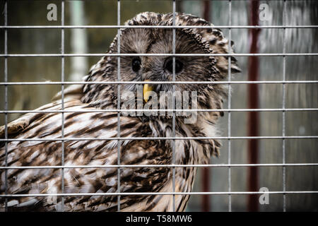 Owl at zoo Stock Photo
