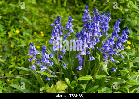 A clump of bluebells in Spring photographed in a churchyard.