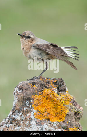 Northern wheatear - Oenanthe oenanthe female in the rock Stock Photo
