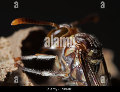 Macro Photography of Paper Wasp is Building a Nest on The Nylon Rope, Selective Focus Stock Photo