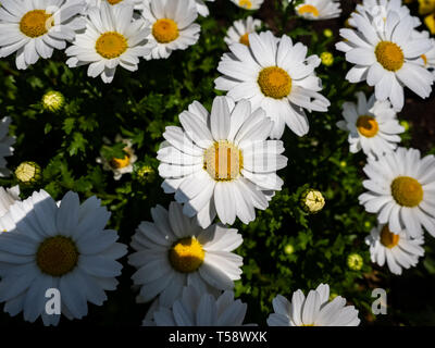 A large cluster of white daisies grow in a planter box along a roadside in Japan. Stock Photo