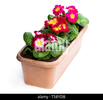 Colorful  Primulas in rectangular pot isolated on white Stock Photo