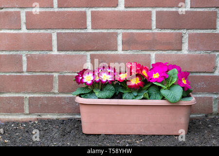 Colorful  Primulas in flower pot outdoor Stock Photo