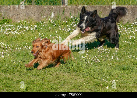 happy cocker spaniel running in the green grass field with a border collie Stock Photo