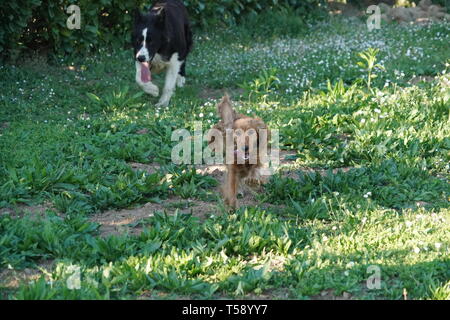 happy cocker spaniel running in the green grass field with a border collie Stock Photo