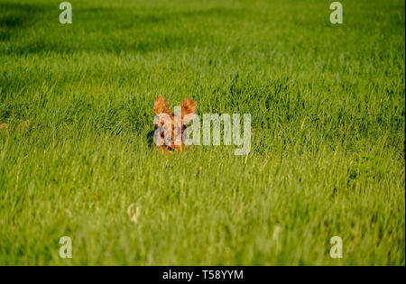 happy cocker spaniel running in the green grass field Stock Photo