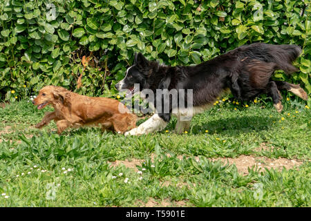 happy cocker spaniel running in the green grass field with a border collie Stock Photo