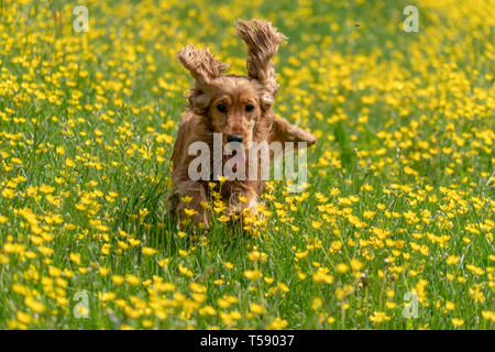 happy cocker spaniel jumping on yellow spring daisy flowers Stock Photo
