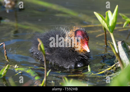 Baby coot (Fulica atra). Young coot chick during spring, UK Stock Photo