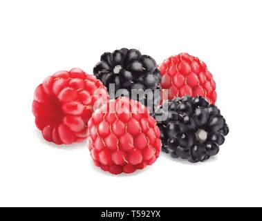Blackberries and raspberries . Sweet fruit. 3d vector icon. Realistic illustration Stock Vector