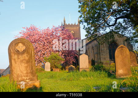 A blossoming churchyard at St Mary''s Church in Swillington,Leeds. Stock Photo