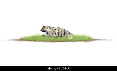 Frog seated in grass - isolated on white background Stock Photo