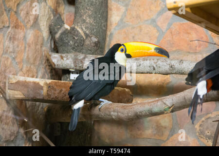 Bird tukan in the zoo, in captivity. A bird with a large bright yellow beak. Stock Photo