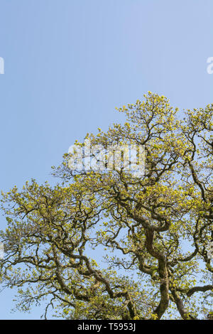 Old Oak tree / Quercus canopy in sunshine. Good example of broken leaf canopy of oak trees. Stock Photo