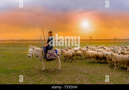 Konya, Turkey-April 14 2019: Shepherdesses with hat riding white donkey in front of sheep herd on grass Stock Photo