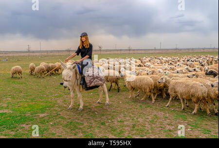 Konya, Turkey-April 14 2019: Shepherdesses with hat riding white donkey in front of sheep herd on grass Stock Photo