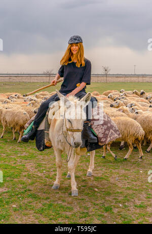 Konya, Turkey-April 14 2019: Shepherdesses with hat riding white donkey in front of sheep herd on grass Stock Photo