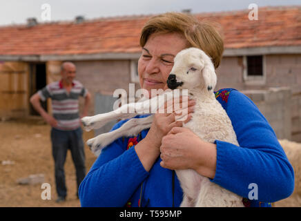 Konya, Turkey-April 14 2019: An old, well-smiling farmer, holds in her hands her beloved white lamb with barn and sheep in background. Concept of ecol Stock Photo